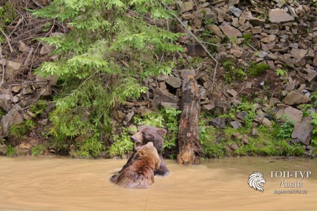 Зображення пропозиції: Екскурсія на озеро Синевир, водоспад Шипіт і резерват ведмедів (тільки по суботах!)